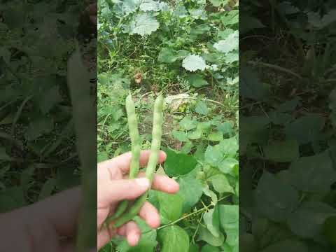 green bean, garden harvest #garden #veggie #shorts #harvest