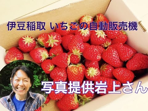 伊豆稲取「いちごの自動販売機」　東伊豆おいしいテレビ♪