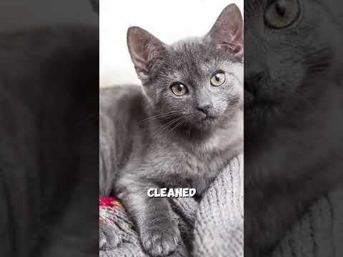 Russian Blues Are Clean Freaks of the Cat World