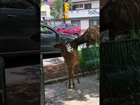 DOG VS ELK #estespark #coloradolife #wildlife