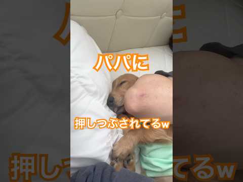 朝起きたらこの状態…ワンコの反応に爆笑😂　#ミニチュアダックスフンド #犬　#家族　#犬のいる暮らし #子犬