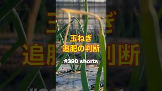 #shorts 【玉ねぎ・早生・追肥１回目】牛糞堆肥をマルチ上から撒いて追肥する。 第390話  #オーガニック栽培 #家庭菜園 #玉ねぎ #追肥