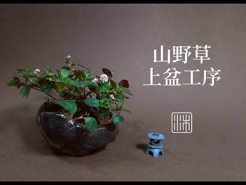 山野草半換土上盆工序∣茉莉愛草 grass bonsai / ミニ盆栽