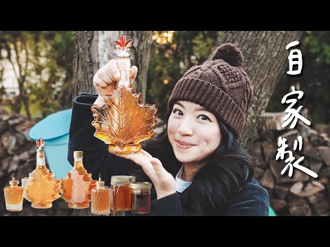 My Backyard Maple Syrup Production in Quebec! Love That Golden Color!