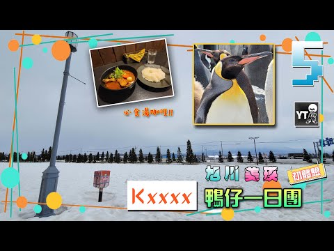 [旅行L] 獨遊。北海道 🧑  5️⃣  Kxxxx 鴨仔一日團 初體驗!! (旭山動物園🐧, 白鬚瀑布🌅, 森林精靈露台, 必食北海道湯咖哩🍛) #hokkaido #japan #travel