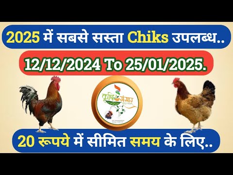 2025 Sonali Murgi Poultry Chiks Available Only 20 Rupees| सोनाली मुर्गी के बच्चे अब 20 रुपए में ||