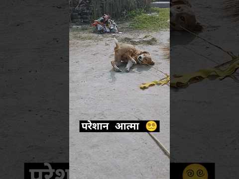 परेशान कुत्ता | मासूम कुत्ता 🐶| #dog #trending #viralvideo #youtubeshorts #shorts