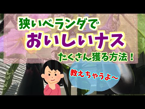 狭いベランダでも、おいしいナスはたくさん獲れる！その方法、教えちゃいます。