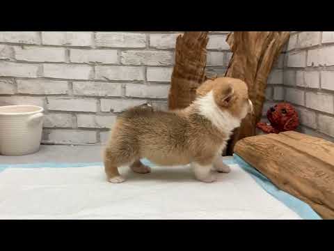 Pembroke Welsh Corgi - Clem