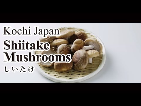 Shiitake Mushrooms