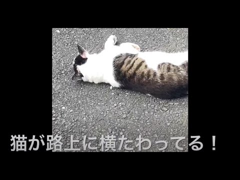 猫が真夏に路上で横たわってた！