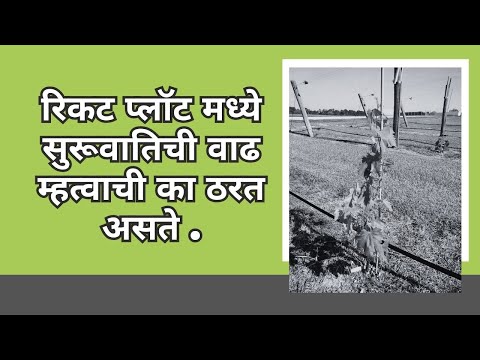 shrihari ghumare | रिकट प्लॉट मध्ये सुरूवातिची वाढ  म्हत्वाची का  ठरत असते .