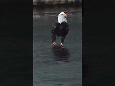 🦅 #eagles #birds#animals#wildanimal