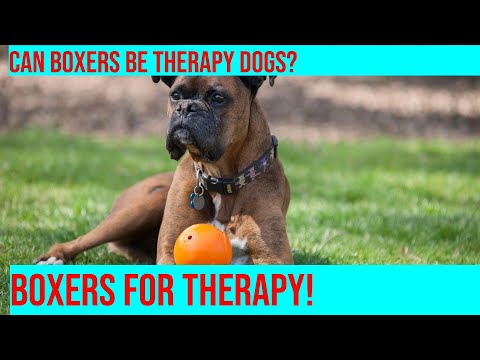 Can Boxers Be Trained As Therapy Dogs?