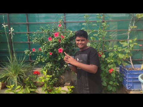 My beautiful garden #garden  #viral #youtube 🌼🌹