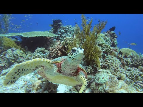 DIVING WITH TURTLES AROUND THE WORLD    A 60 MINUTE UNDERWATER RELAXATION VIDEO