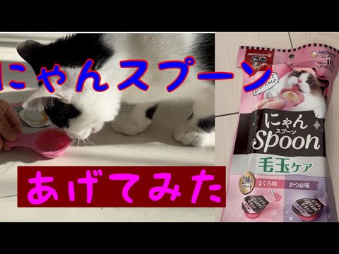 【猫おやつ】ニャンスプーンあげてみた超絶食いつき　#猫　#猫動画 #ねこのいる暮らし #ねこのいる生活 #ねこ動画 #ねこ