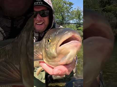 MYSTERY GIANT FISH.. What is it? #fishing #outdoors #flyfishing #bigfish