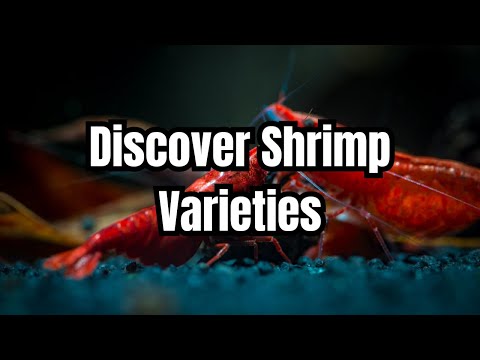 The Top 15 Aquarium Shrimp Types 🦐