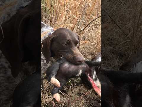 German shorthaired pointers do not like crispy bacon #gsp