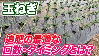 【玉ねぎ】大きく育てるための追肥の回数・タイミングとは？