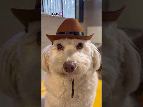 Let’s see how dogs look in a cowboy hat at dog daycare! #dogshorts #dog #dogs #doggieshorts