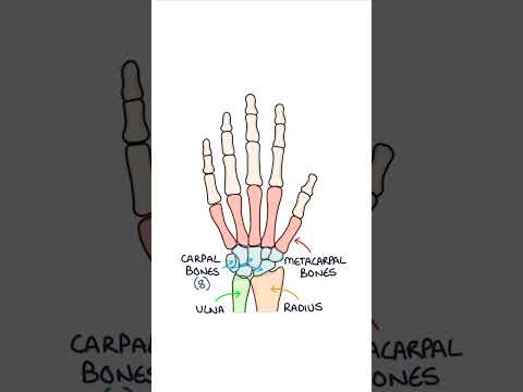 Basic Hand Bone Anatomy #medicalstudent #anatomy #orthopaedics #biology