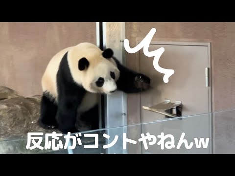 【楓浜】小ネタ満載wお笑い子パンダのおねだりタイムが可愛すぎるので見てください❤