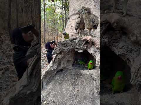 Wow Eagle At the hole with the parrot Part 01 #shorts #shortvideo #birds #shortsvideo #short