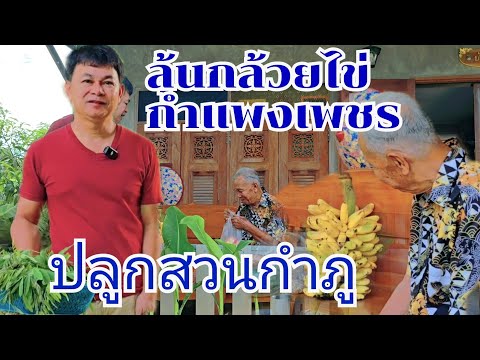 กล้วยไข่ถึงบ้านสวน ปลูกไหนดี ผักเต็มสวน #บ้านสวนกำภูEp1137