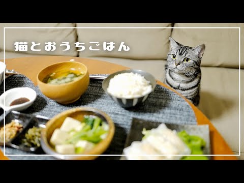 私より先に着席している猫【おうちごはん日記】