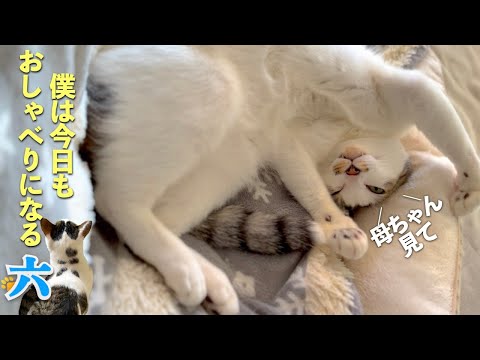 おしゃべり猫の六は今日もいっぱい話しがしたい。そんな愛猫のほのぼのした朝の一コマと私と六の会話をお届け | [生まれ変わりの猫] 六 (Roku)