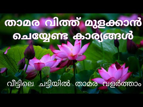 Growing Lotus Plant From seed ||വീട്ടിലെ ചട്ടിയിൽ താമര വളർത്താം