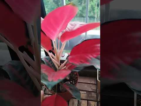 Amazing plants #shortviral #plant