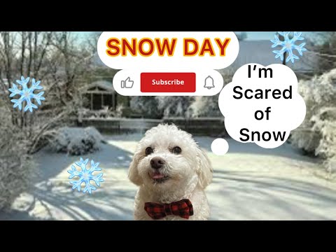 🐶 BUDDY’S First Sight of Snow!! Funny Reaction.