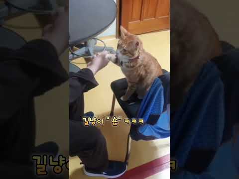 댕댕이 같은 길냥이~#shorts