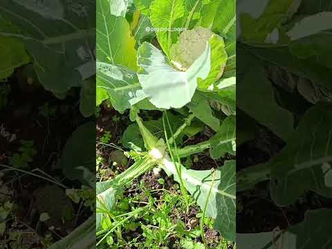 cauliflower harvesting