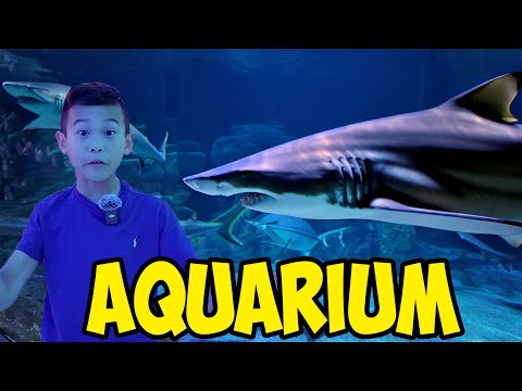 Kaven Visits the Biggest Aquarium in Istanbul!