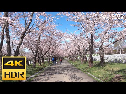 [4K HDR] 戸田記念墓地公園の桜 散策-石狩市 / Cherry blossom in Toda Memorial Cemetery Park-Ishikari (Hokkaido,Japan)