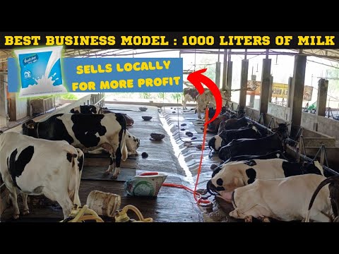 Inside PK Dairy Farm: A Fascinating Tour of a Successful Dairy Farm Business Model