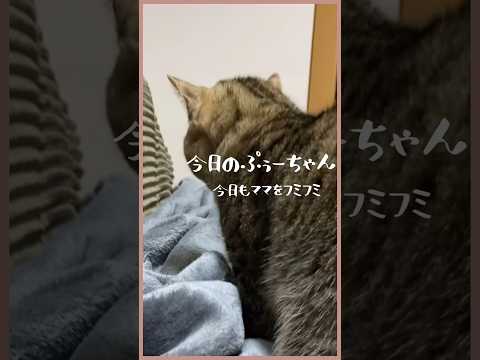 【フミフミが仕事の猫】今日の部位はお腹