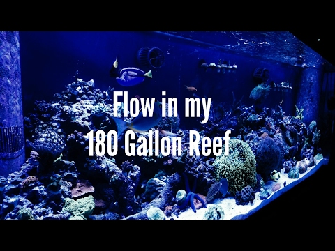 Flow in my reef tank