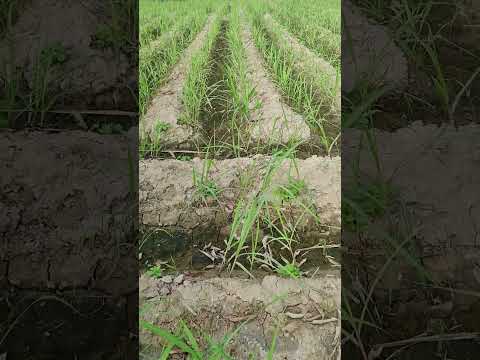 Sugarcane crop 19 September 2023 kasht kamad Mirpurkhas Pakistan With Black mustard sarson k sath