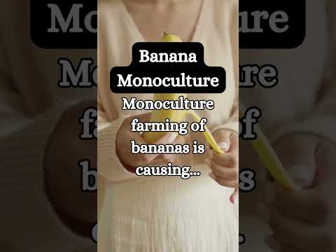 What is Banana Monoculture?