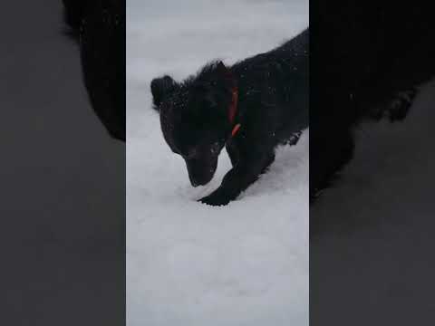 Dog short video / Dog playing on snow #puppy #shorts #ytshorts #dog