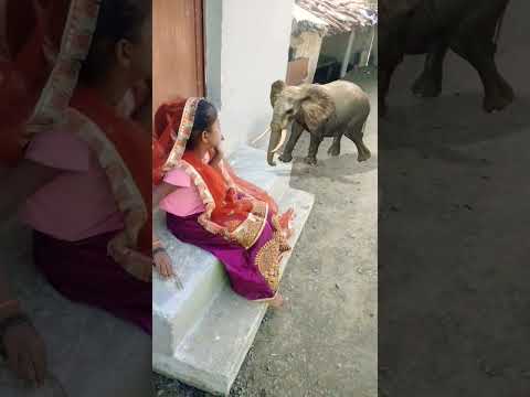 👉🦣 छोटी बहु हाथी...#chhoti bahu#balika vadhu#saas Bahu ki nok jhok#funny#shorts#viral#हाथी