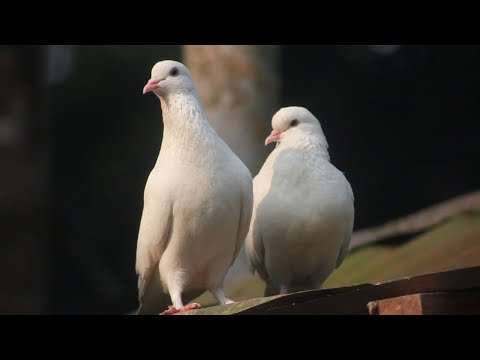 Beautiful Laka Kabootar | Pigeon Foot Ring | World Most Beautiful Fancy Pigeon | Pigeon racing ready