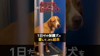 繰り返し捨てられた保護犬を「1日だけ」愛してみた結果!?衝撃的だった#shorts  #救出