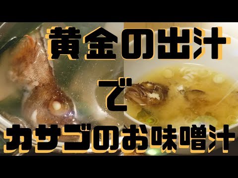 【とよたクック🍳④】黄金の出汁で作ったカサゴのお味噌汁調理編😋