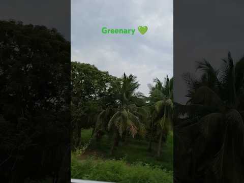 #greenary #ytshorts #shorts #kanipakam #tree